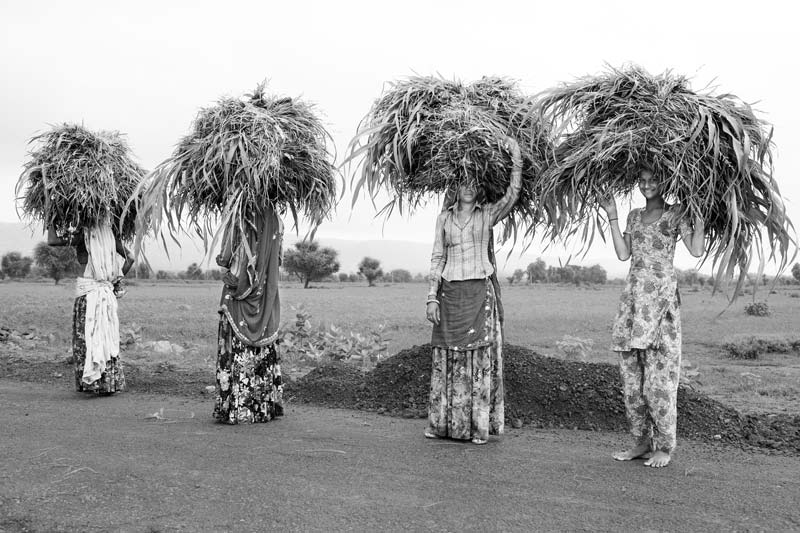 Women fetching green fodder for their animals from the fields in Bheekampura village, district Alwar, Rajasthan - result of reforestation following water conservation under Rajendra Singh's leadership
